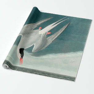 Arktische Seeschwalbe Audubon Vogel Wildlife-Maler Geschenkpapier