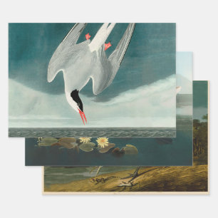 Arktische Seeschwalbe Audubon Vogel Wildlife-Maler Geschenkpapier Set