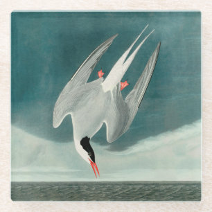 Arktische Seeschwalbe Audubon Vogel Wildlife-Maler Glasuntersetzer