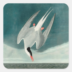 Arktische Seeschwalbe Audubon Vogel Wildlife-Maler Quadratischer Aufkleber