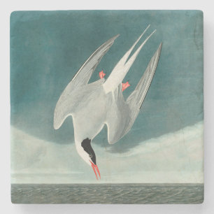 Arktische Seeschwalbe Audubon Vogel Wildlife-Maler Steinuntersetzer