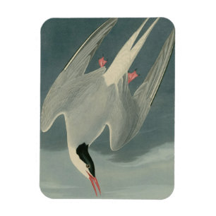 Arktische Seeschwalbe Magnet