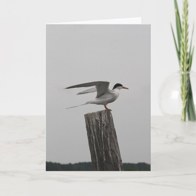 Arktische Seeschwalben-Gruß-Karte Karte (Vorderseite)