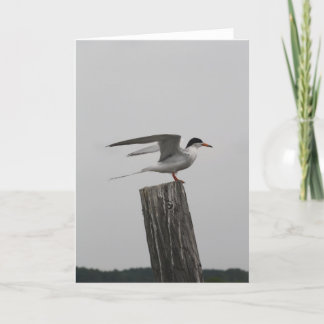 Arktische Seeschwalben-Gruß-Karte Karte
