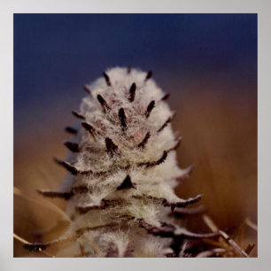 Arktische Woll-Läusekraut-Blumen-Foto-Design Poster