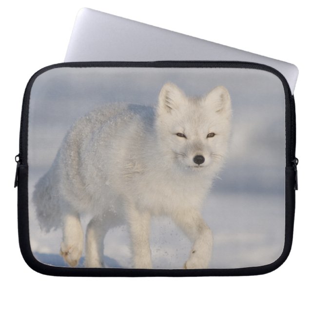 Arktischer Fox, Alaska Laptopschutzhülle (Vorderseite)