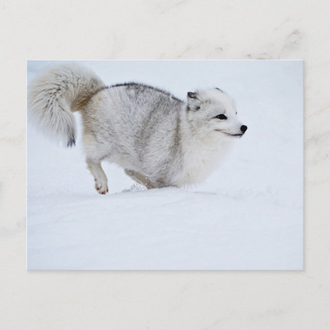 Arktischer Fox auf dem Laufenden Postkarte (Vorderseite)