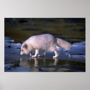 Arktischer Fox auf der Suche nach einem eisigen Fl Poster