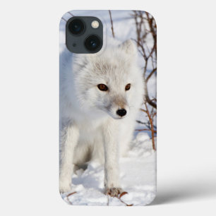 Arktischer Fox, Churchill Tier-Management-Bereich title_seo2