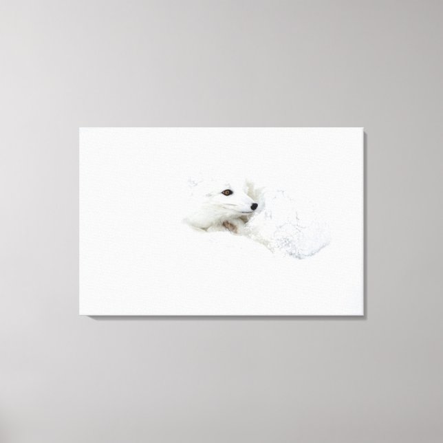 Arktischer Fox im Winter aufgerollt Leinwanddruck (Vorderseite)
