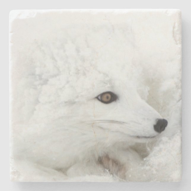 Arktischer Fox im Winter aufgerollt Steinuntersetzer (Vorderseite)