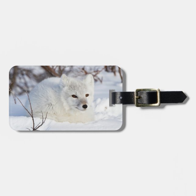 Arktischer Fox im Winter Gepäckanhänger (Vorderseite horizontal)
