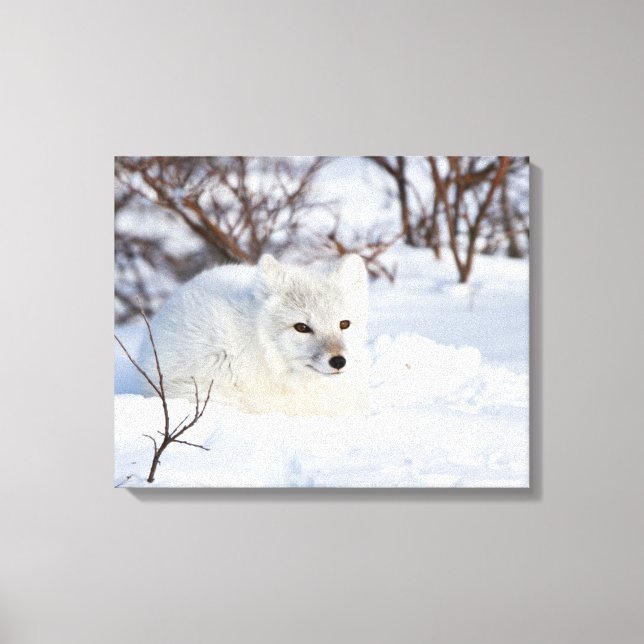 Arktischer Fox im Winter Leinwanddruck (Vorderseite)