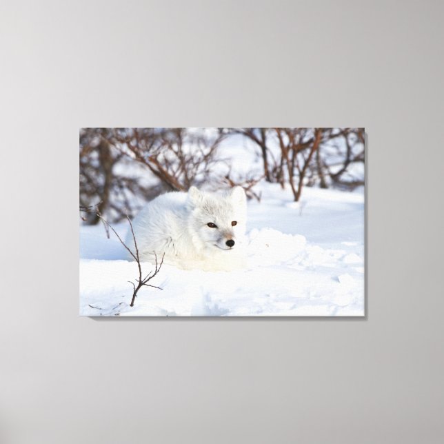 Arktischer Fox im Winter Leinwanddruck (Vorderseite)