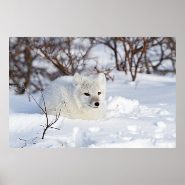 Arktischer Fox im Winter Poster (Vorne)