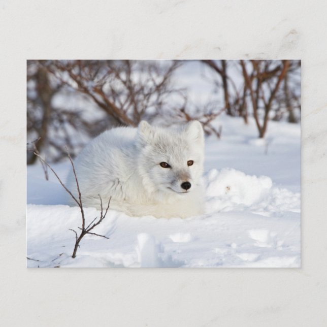 Arktischer Fox im Winter Postkarte (Vorderseite)