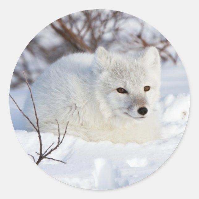 Arktischer Fox im Winter Runder Aufkleber (Vorderseite)