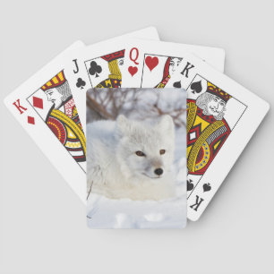 Arktischer Fox im Winter Spielkarten