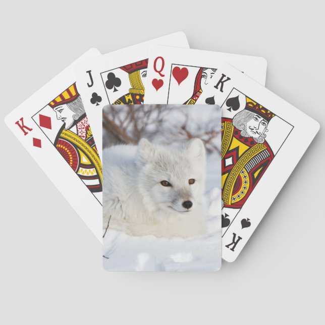 Arktischer Fox im Winter Spielkarten (Rückseite)
