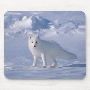 Arktischer Fox Mousepad