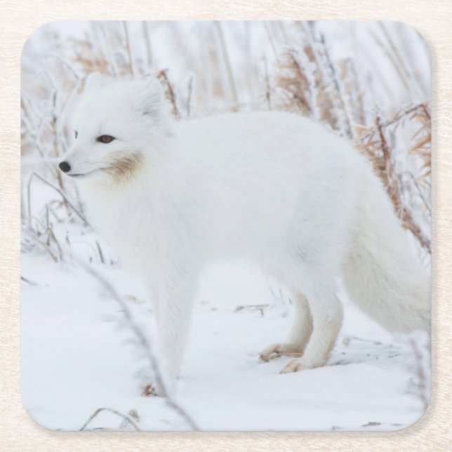 Arktischer Fox Rechteckiger Pappuntersetzer (Vorderseite)