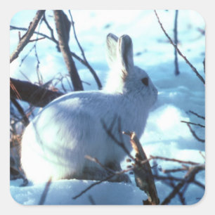 Arktischer Hase im Schnee Quadratischer Aufkleber