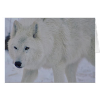 Arktischer Wolf