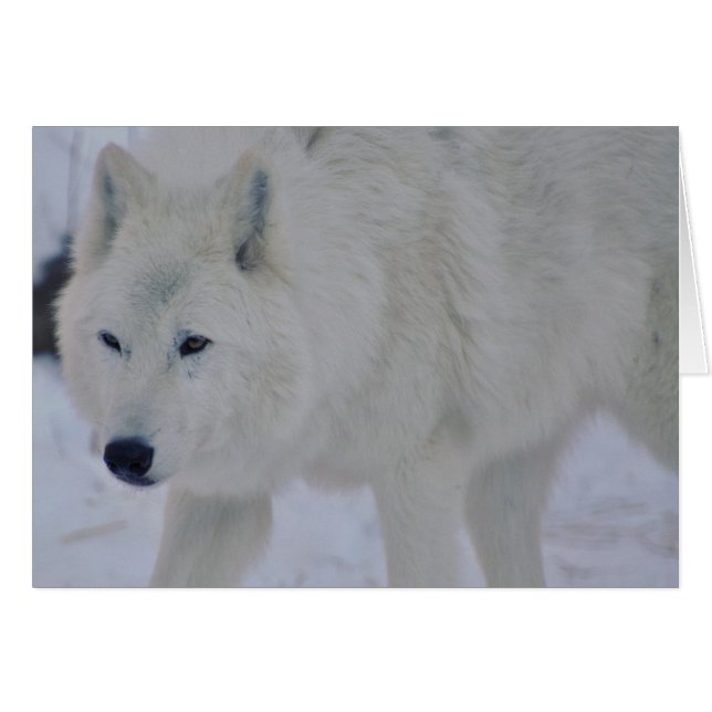Arktischer Wolf (Vorderseite (Horizontal))