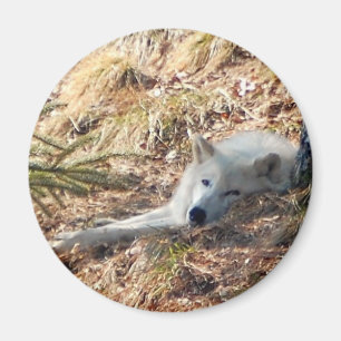 Arktischer Wolf #2 Magnet