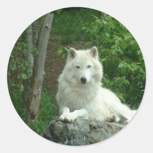 Arktischer Wolf-Aufkleber Runder Aufkleber