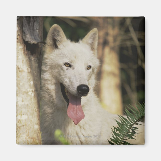 Arktischer Wolf im Wald Magnet (Vorne)