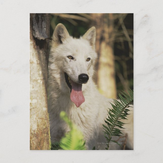 Arktischer Wolf im Wald Postkarte (Vorderseite)