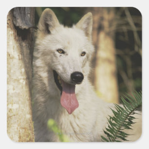 Arktischer Wolf im Wald Quadratischer Aufkleber