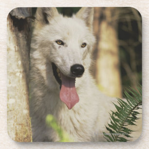 Arktischer Wolf im Wald Untersetzer
