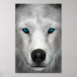 Arktischer Wolf Poster