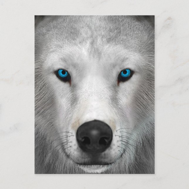 Arktischer Wolf Postkarte (Vorderseite)