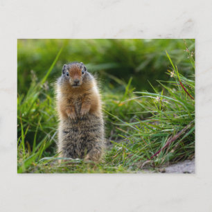 Arktisches Erdhörnchen in Kanada Postkarte