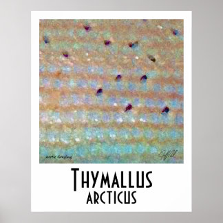Arktisches Grayling-Poster Poster