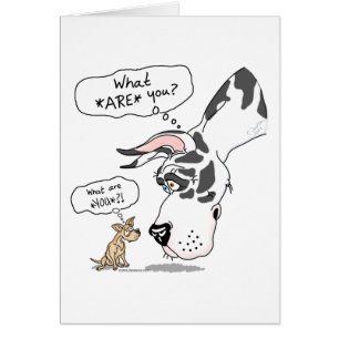 Arlequin Dane & Chihuahua