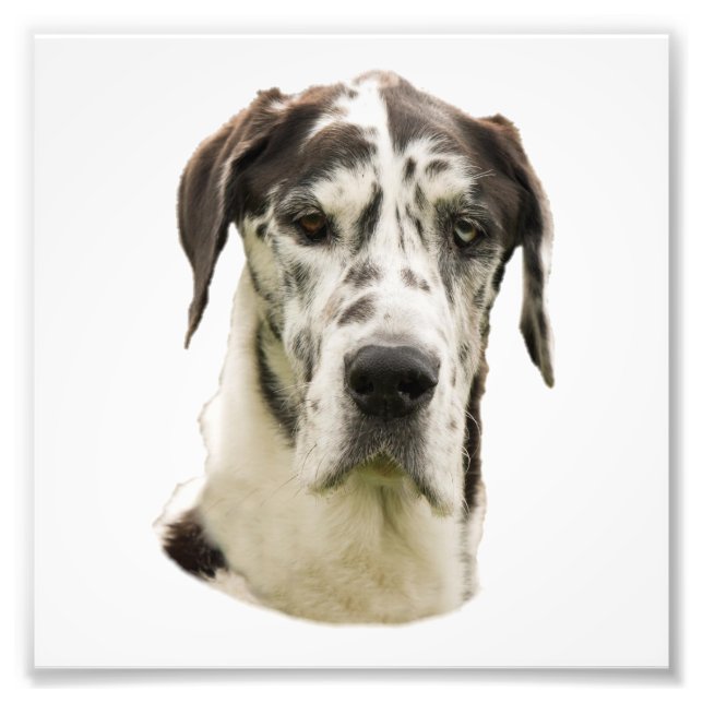 Arlequin Grand Danois Portrait Photo (Devant)