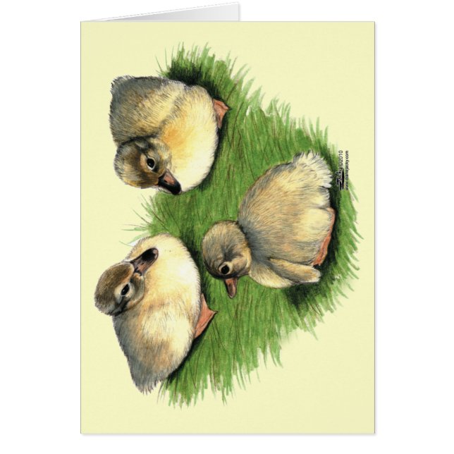 Arlequin plongeur gallois (Devant)