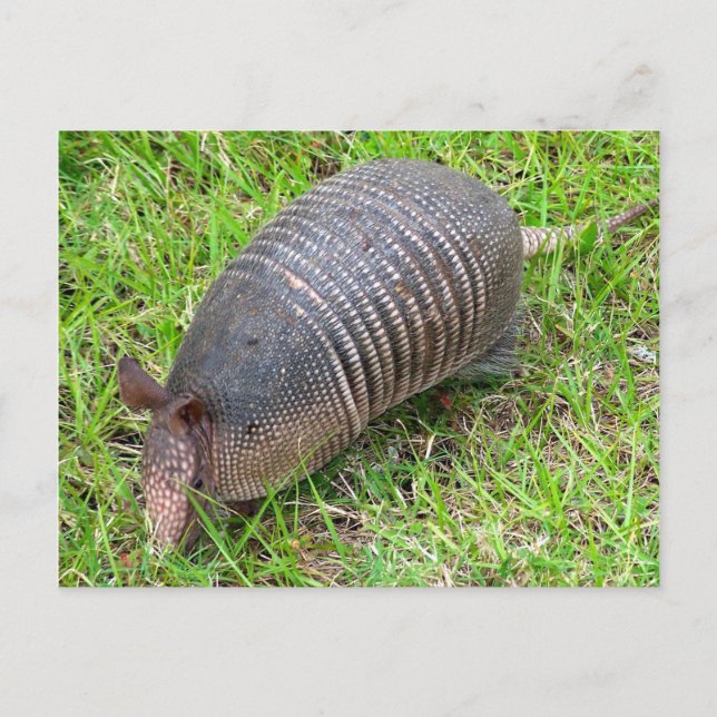 Armadillo im Grünen Gras Postkarte (Vorderseite)