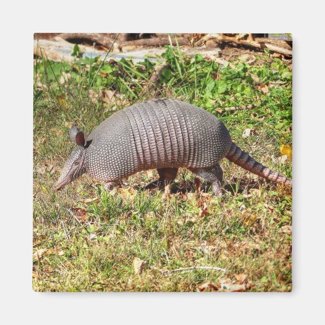 Armadillo Magnet (Vorne)
