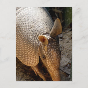 Armadillo Postcard Postkarte