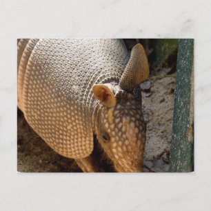 Armadillo Postcard Postkarte
