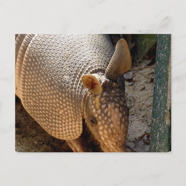 Armadillo Postcard Postkarte (Vorderseite)