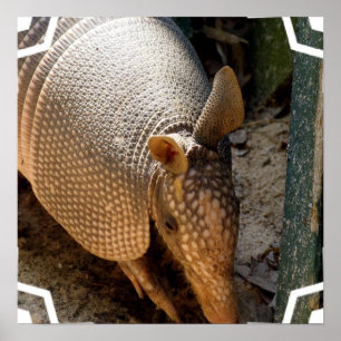Armadillo Poster Print