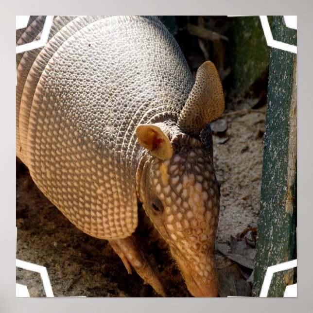 Armadillo Poster Print (Vorne)
