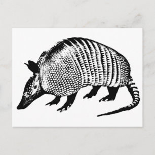 Armadillo Postkarte