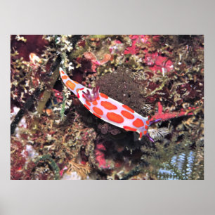 Arme Knights NudiBranch Poster